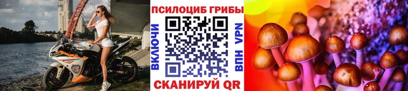 Псилоцибиновые грибы Psilocybe  где купить   Белёв 